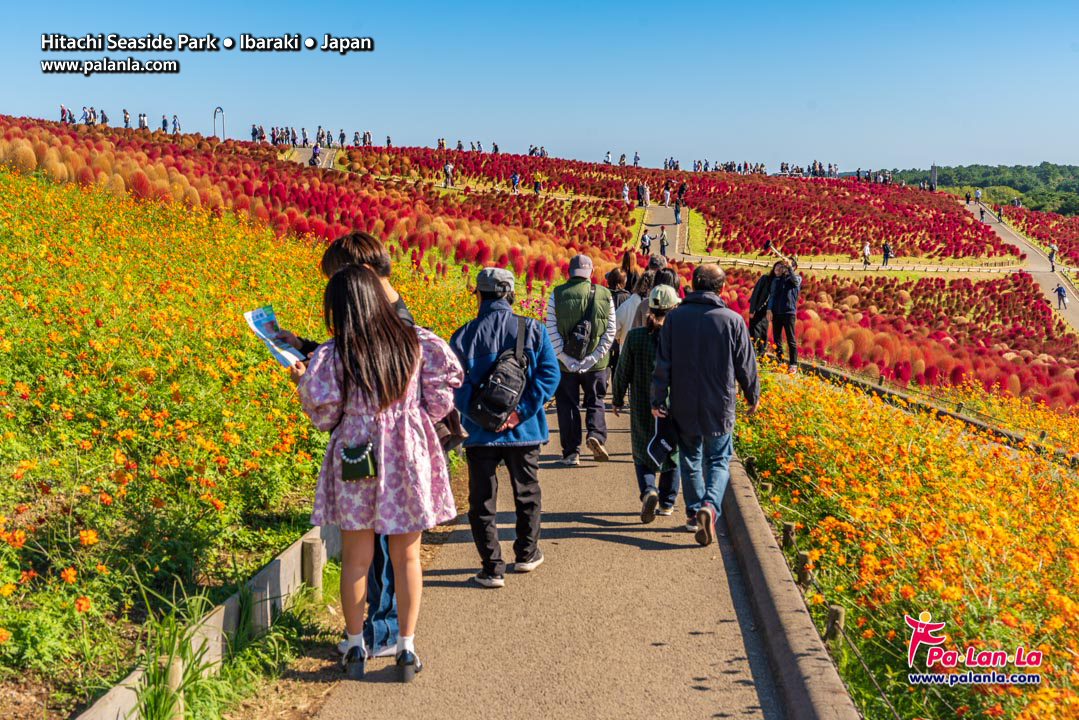 Hitachi Seaside Park